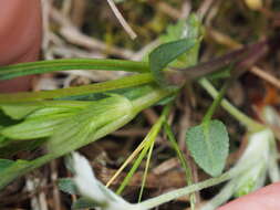 Image of Fen violet