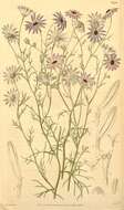 Image of Swan River Daisy