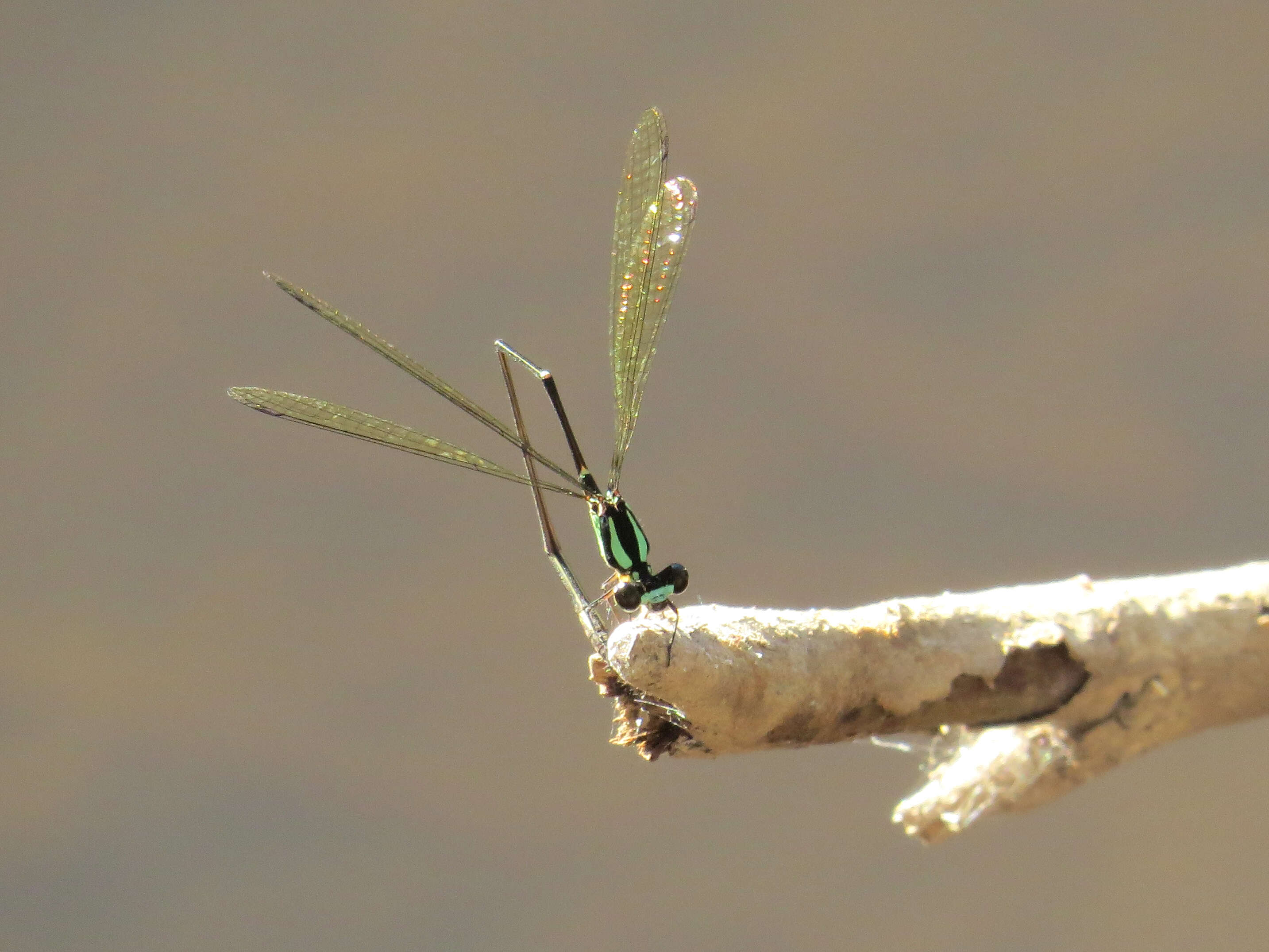 Image of Nososticta Selys 1860