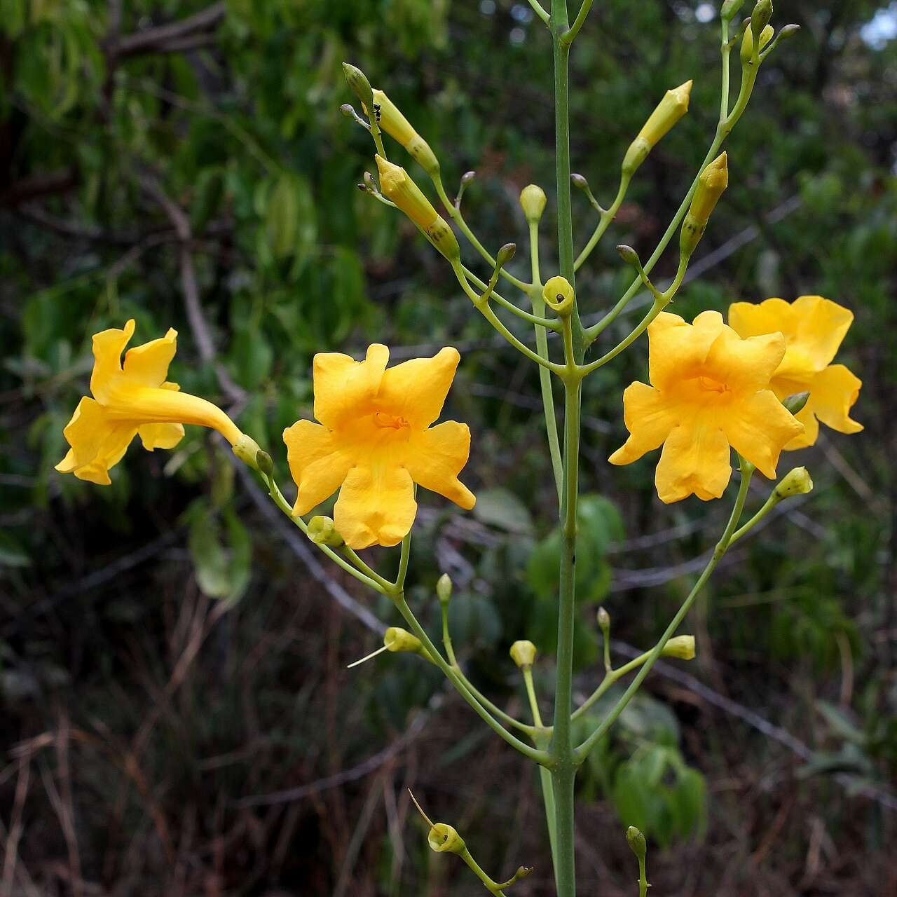 Imagem de Adenocalymma pedunculatum (Vell.) L. G. Lohmann