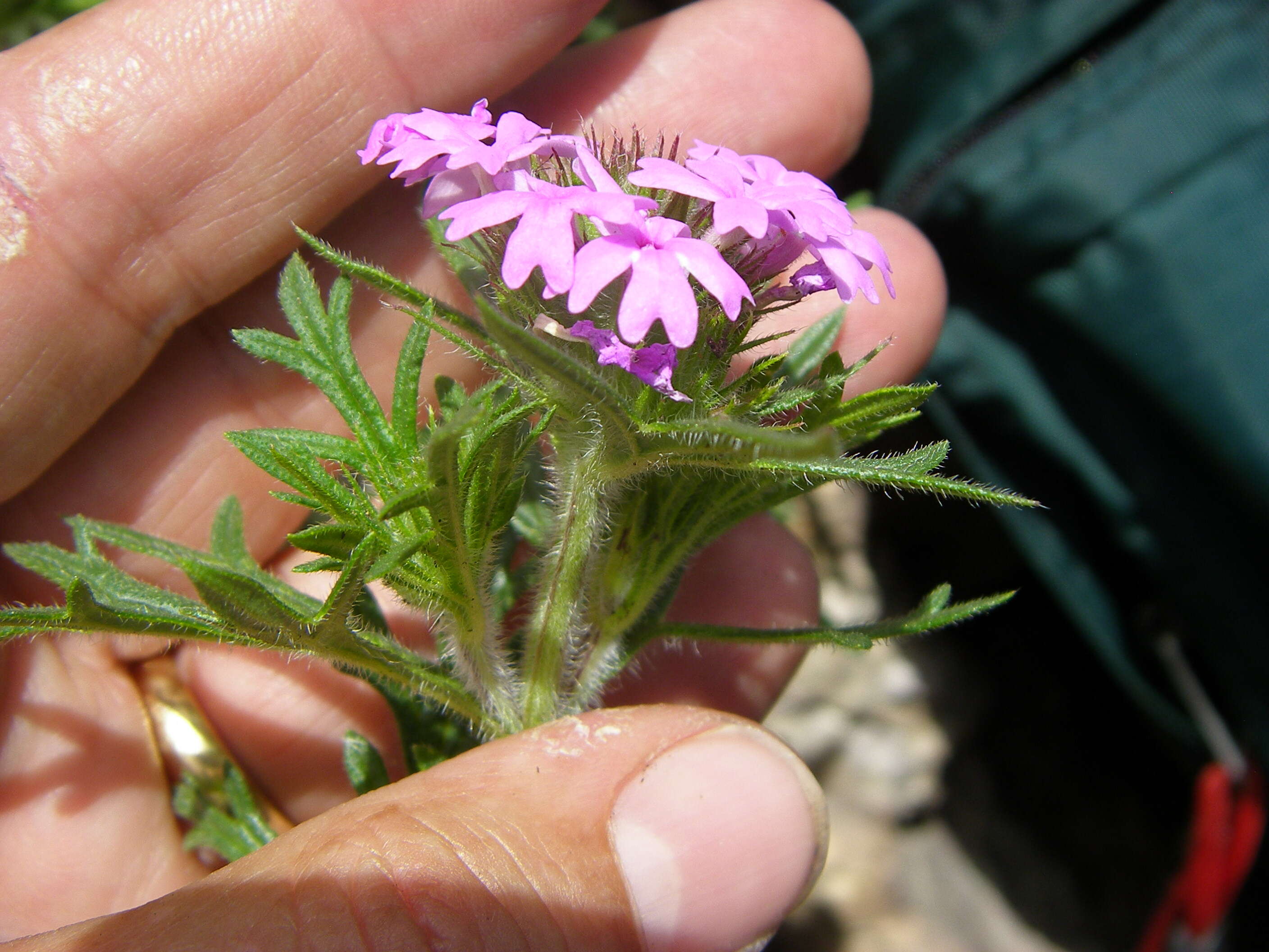 Imagem de Glandularia bipinnatifida (Schauer) Nutt.