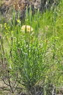 Слика од Tragopogon dubius Scop.