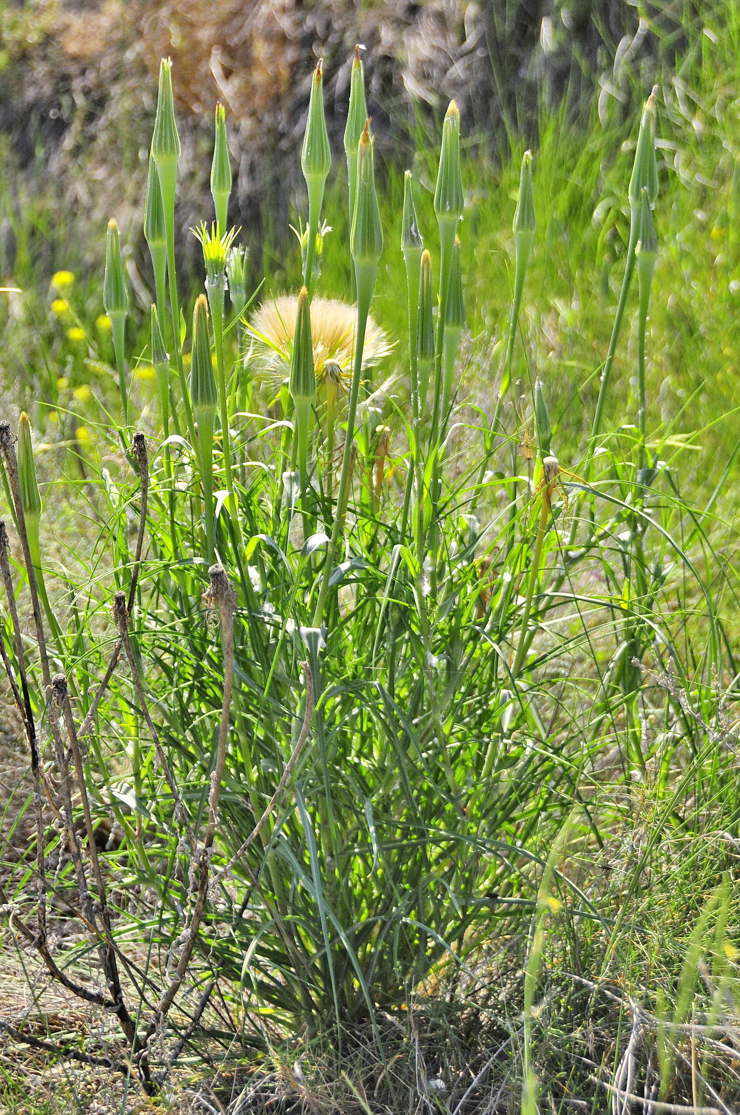 Image of goatsbeard