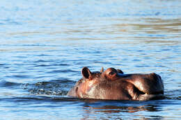 Hippopotamus Linnaeus 1758 resmi