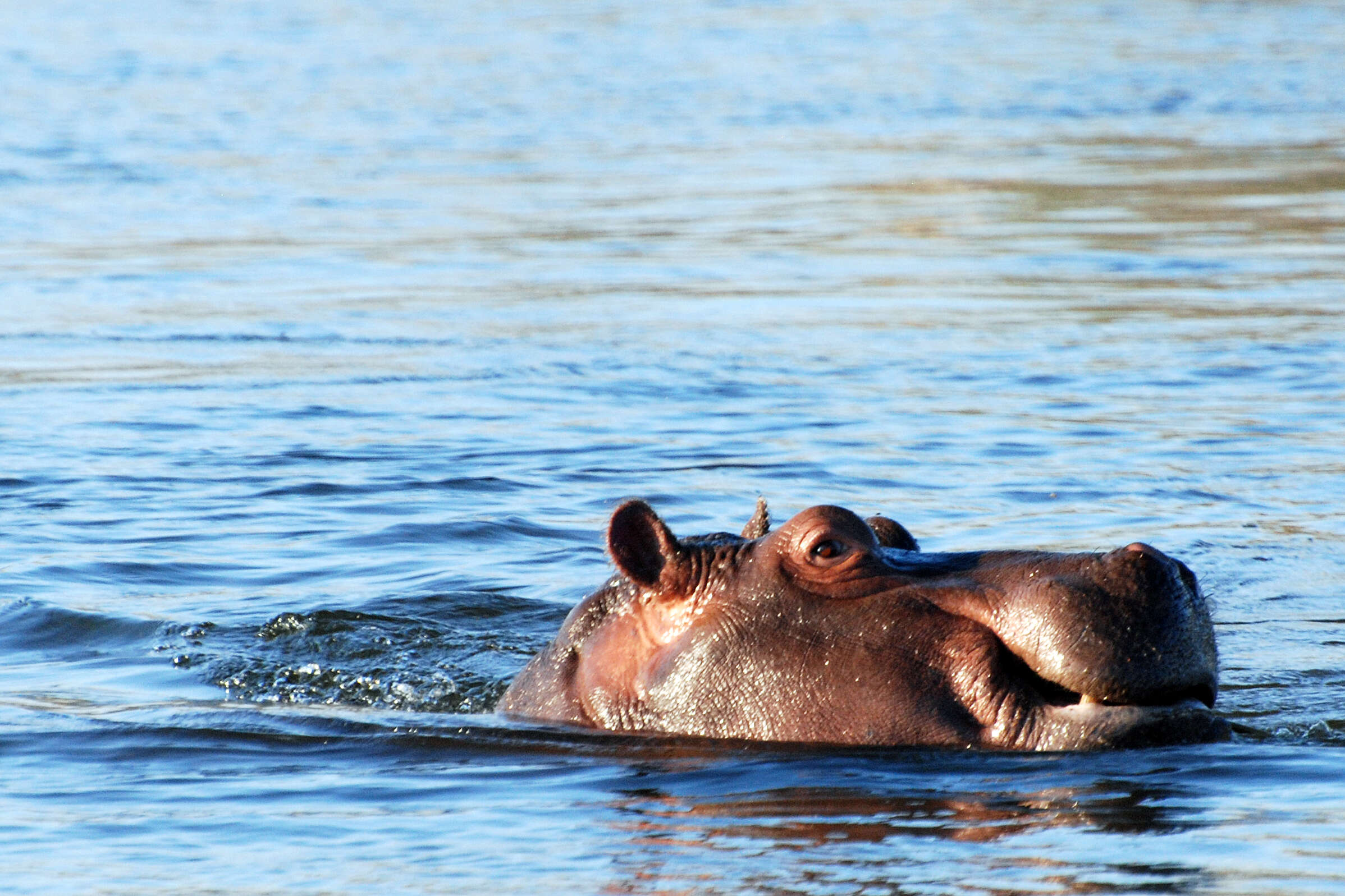 Hippopotamus Linnaeus 1758 resmi