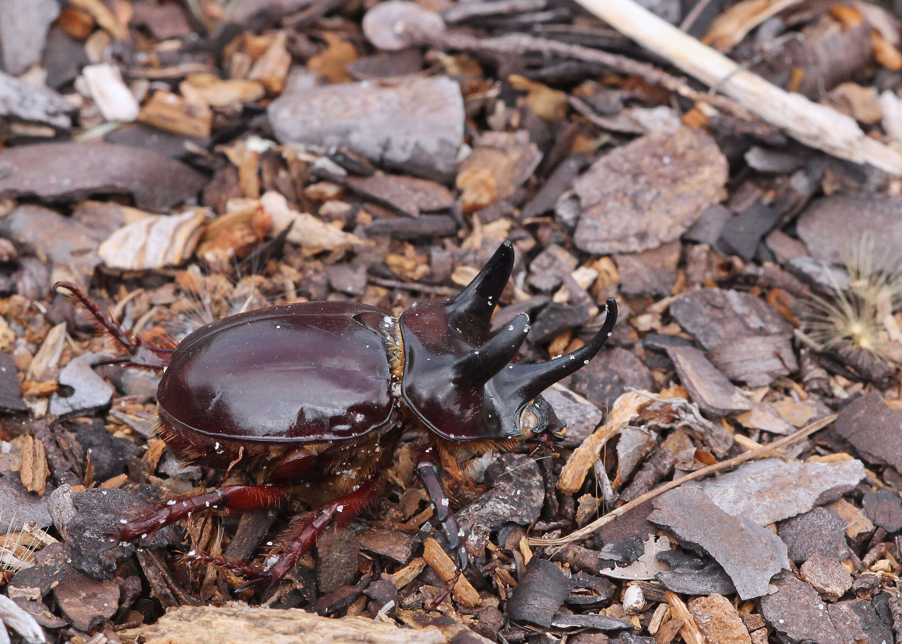 Image of Ox Beetles