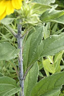 Image of sawtooth sunflower