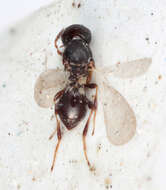 Image of Platygastroidea