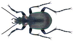 Imagem de Calosoma