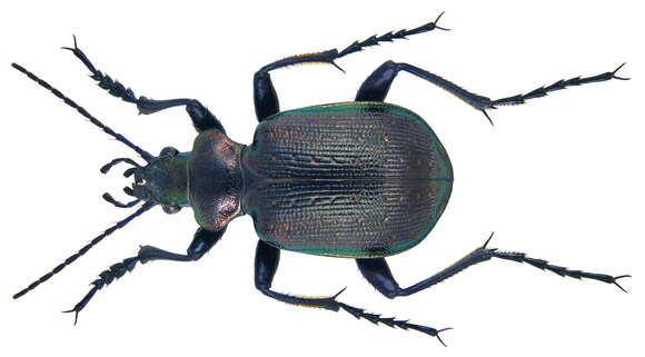 Imagem de Calosoma (Calosoma) inquisitor (Linnaeus 1758)