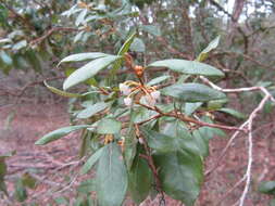 Image of Rusty Lyonia