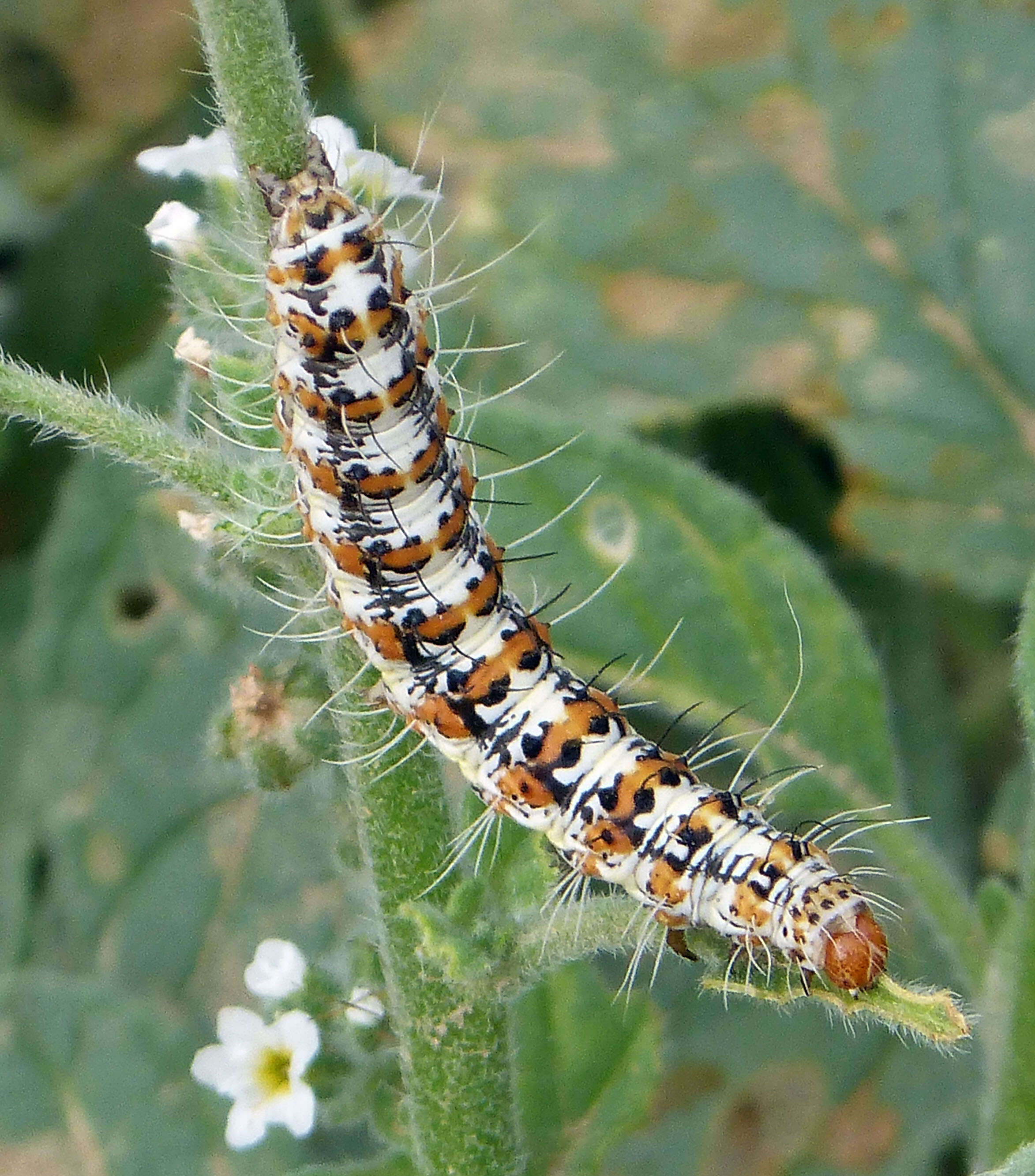 Utetheisa pulchella Linnaeus 1758 resmi