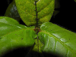 Image of Duroia costaricensis Standl.