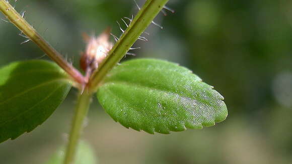 Image of Acisanthera hedyotidea (C. Presl) Triana