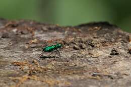 Imagem de Cicindela (Cicindela) sexguttata Fabricius 1775