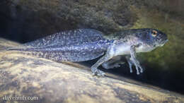 Image of Gray Treefrog