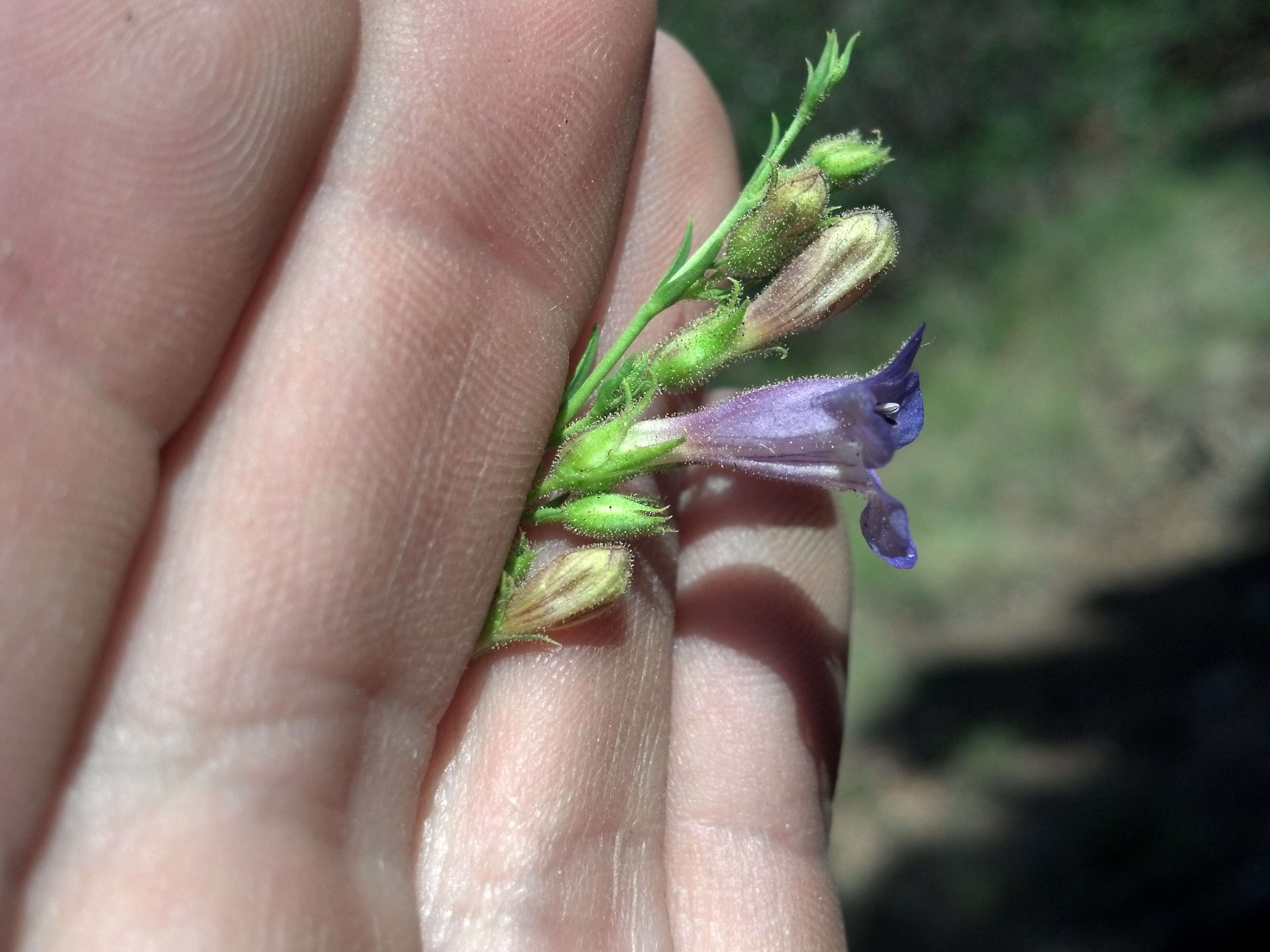 Image of mat penstemon