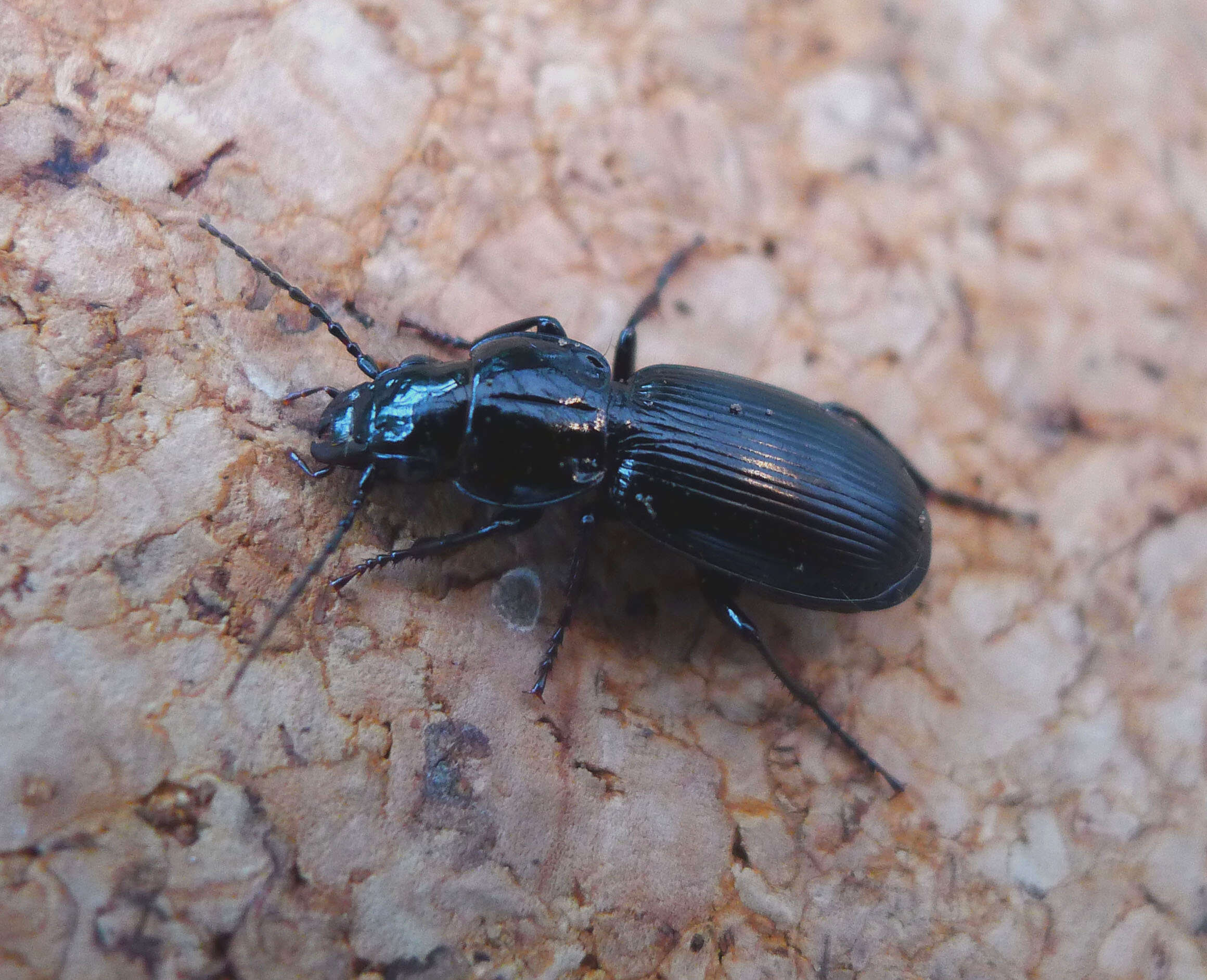 Image de Pterostichus (Steropus) madidus (Fabricius 1775)