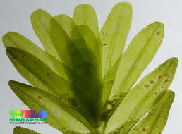 Image of seagrass