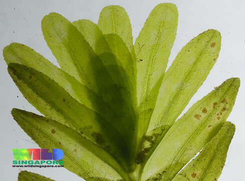 Image of seagrass