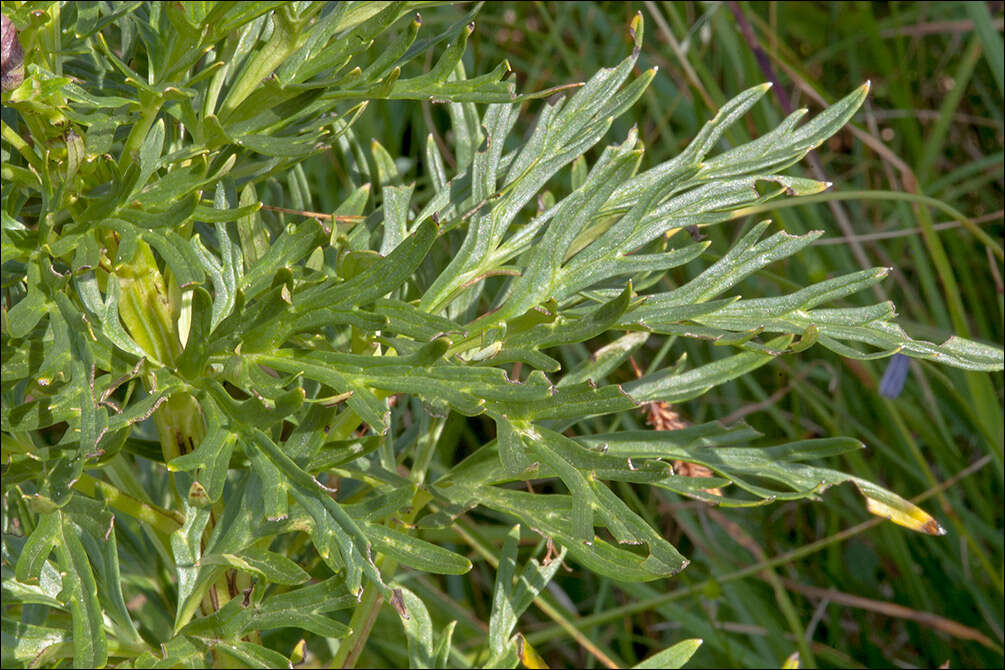 Image of Aconitum angustifolium Bernh. ex Rchb.