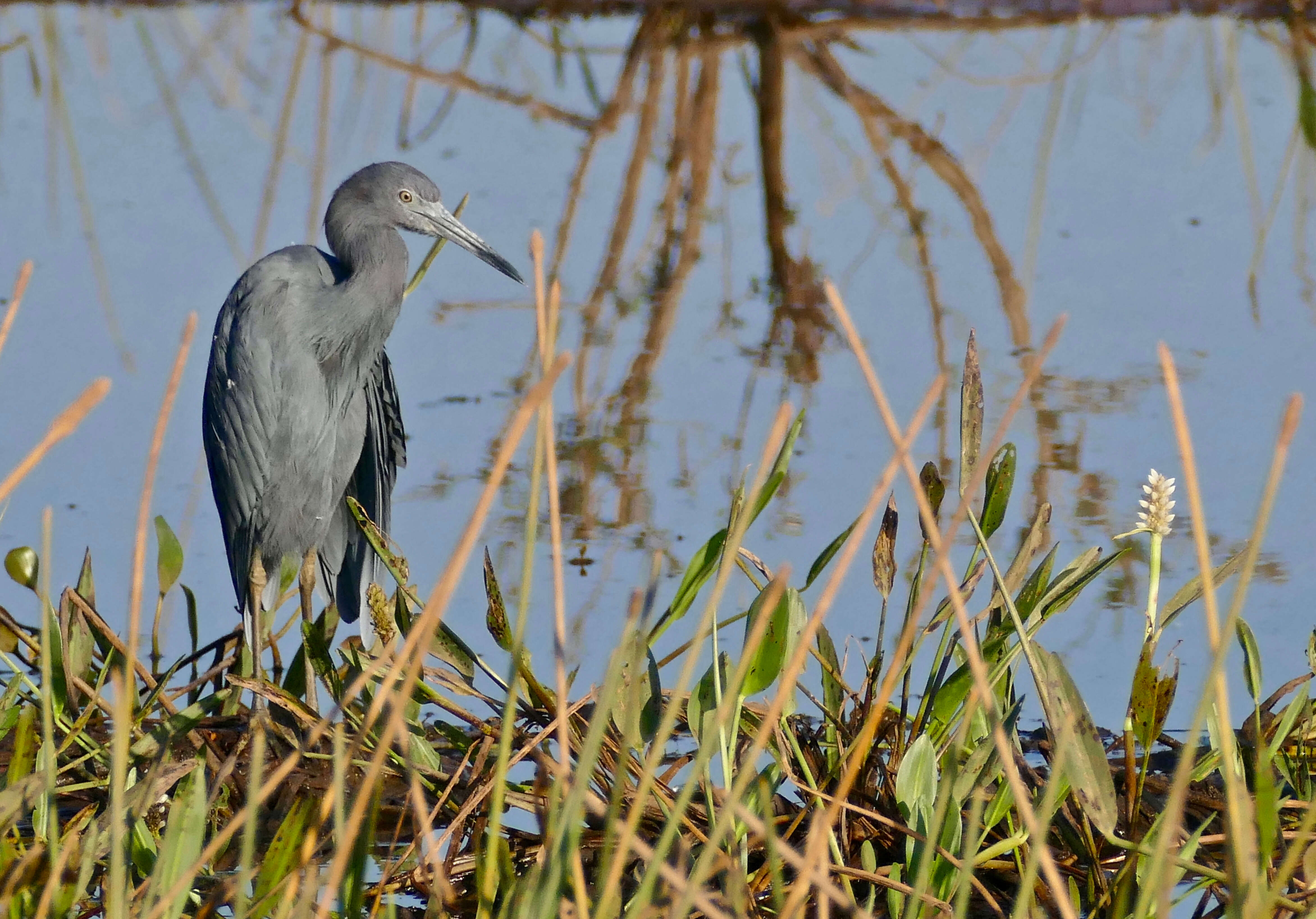 Image of Egretta Forster & T 1817