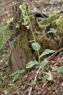 Image of Epipactis pontica Taubenheim