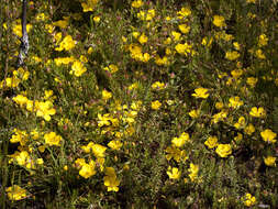 Image of Hibbertia procumbens (Labill.) DC.