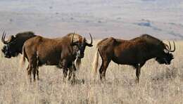 Image of wildebeest