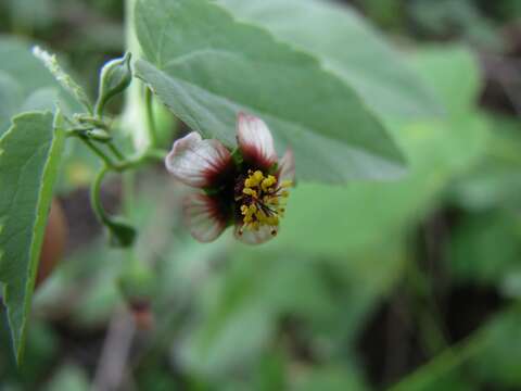 Image of Indian mallow