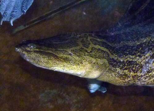 Image of Java Narrow-headed Softshell Turtle