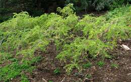 Image of Oahu riverhemp