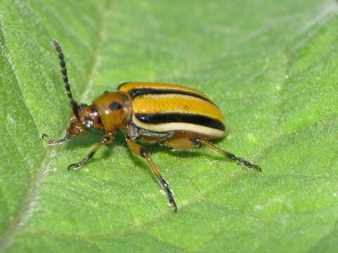 Image of Three-lined Lema Beetle