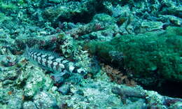 Image of Reticulated sandperch