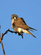 Image of American Kestrel