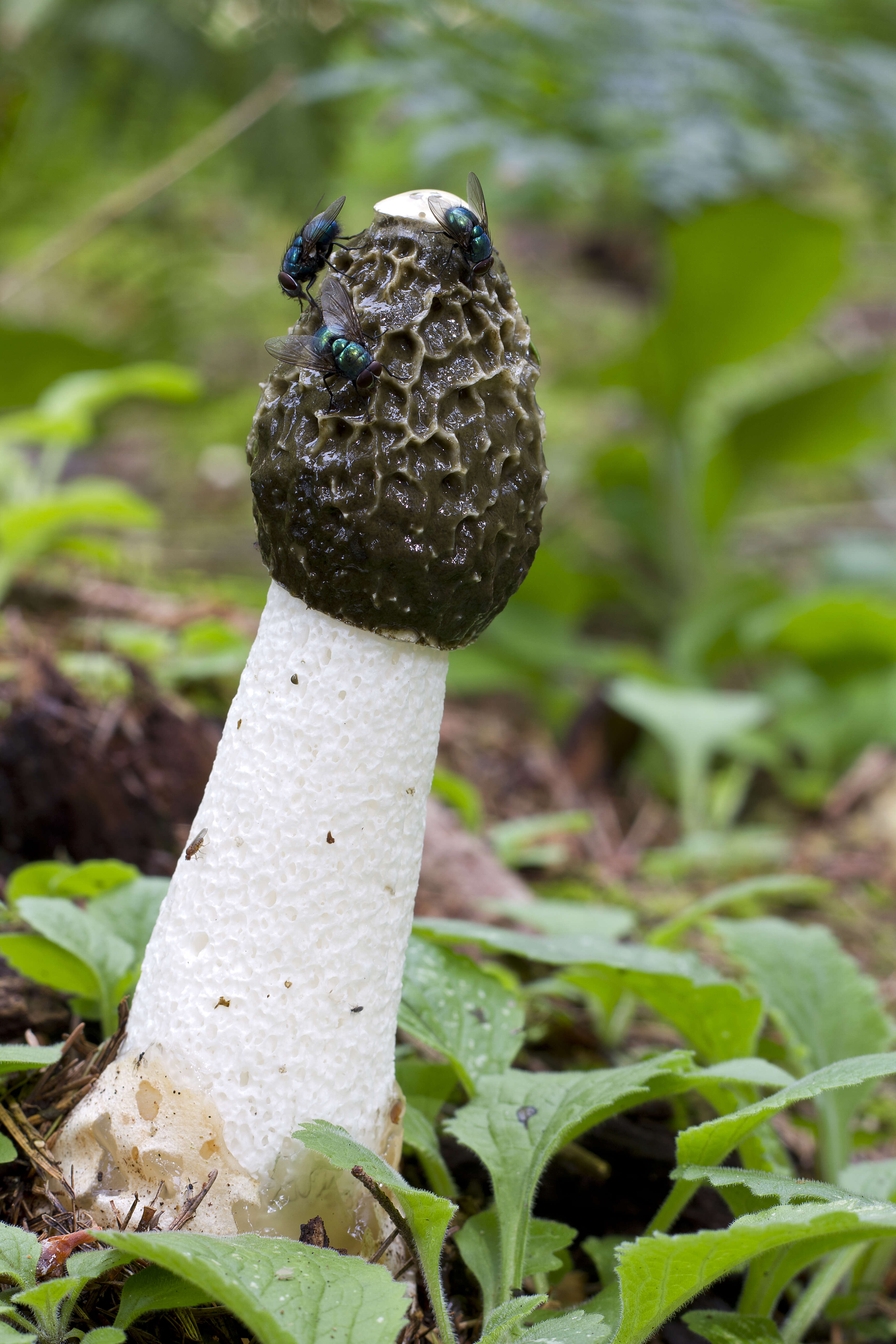 Image of Phallus