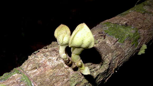 Image of Duguetia bahiensis Maas