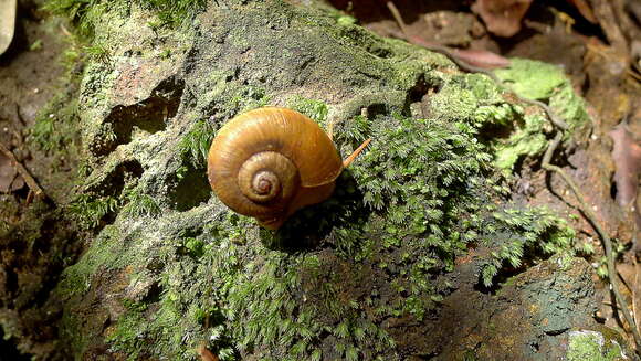 Image of Aperostoma blanchetiana (S. Moricand 1836) S. Moricand 1834