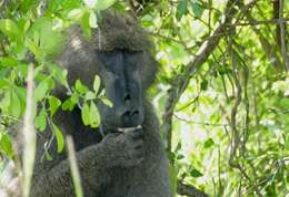 Image of Baboon