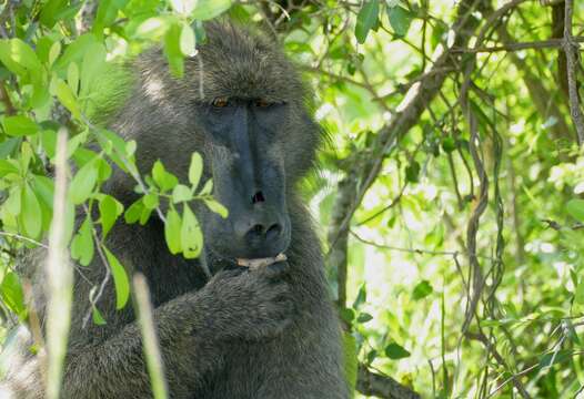 Image of Chacma Baboon