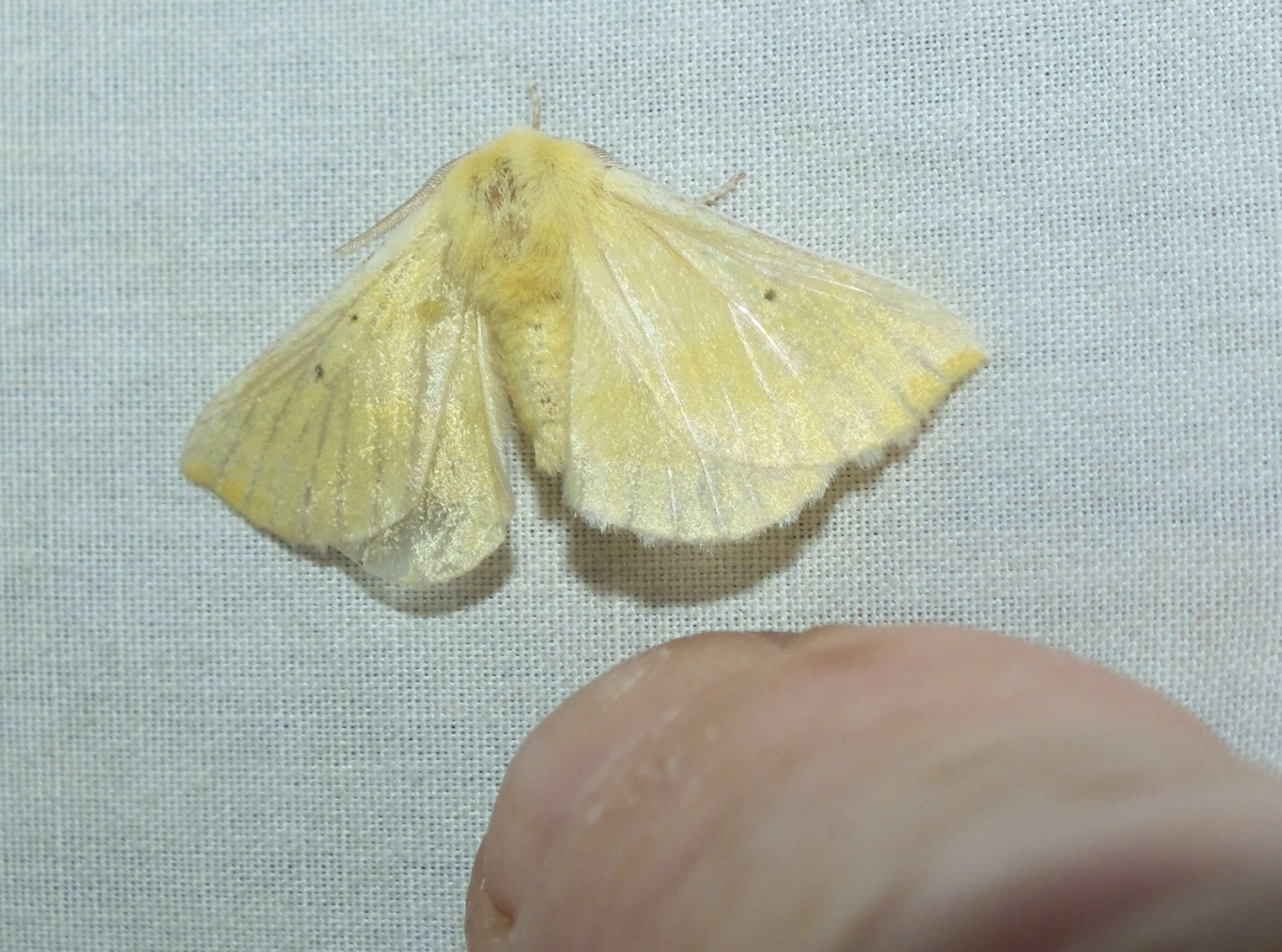 Image of Australian lappet moths