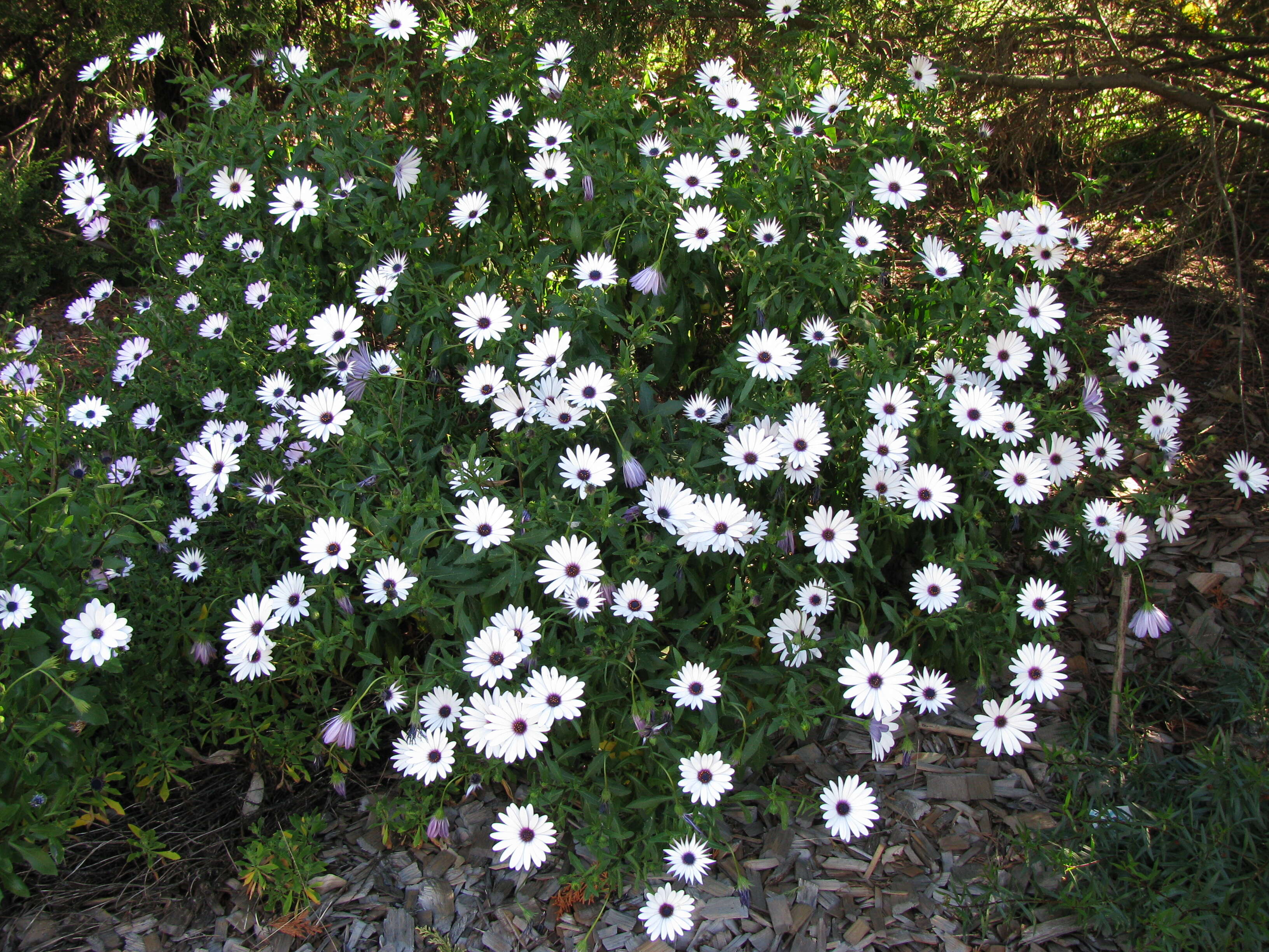 Image of daisybush