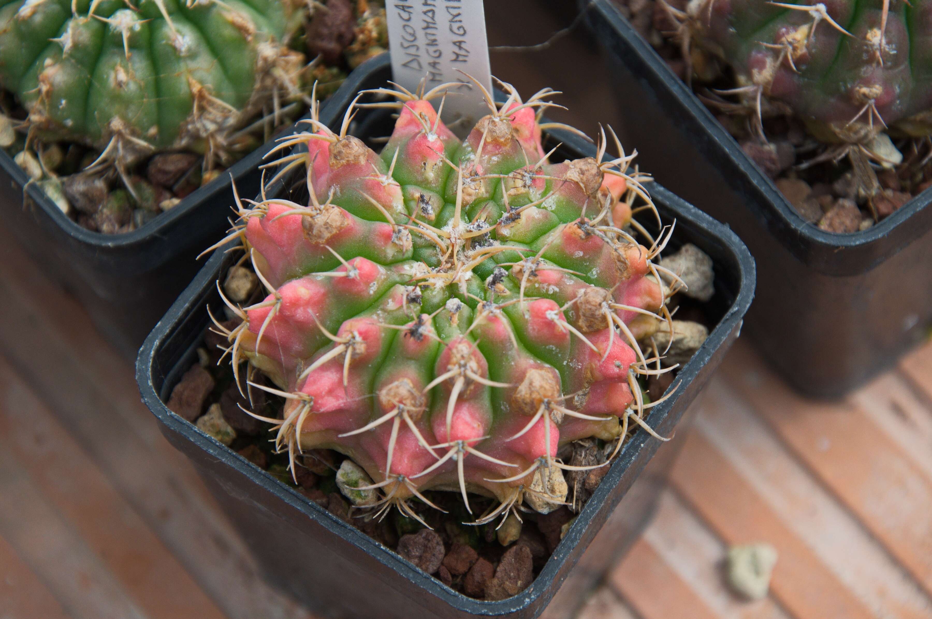 Image of Discocactus