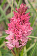 Image of Rein Orchids