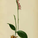 Plancia ëd Ponerorchis cucullata (L.) X. H. Jin, Schuit. & W. T. Jin