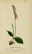 Image of Ponerorchis cucullata (L.) X. H. Jin, Schuit. & W. T. Jin