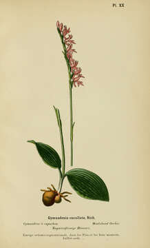 صورة Ponerorchis cucullata (L.) X. H. Jin, Schuit. & W. T. Jin