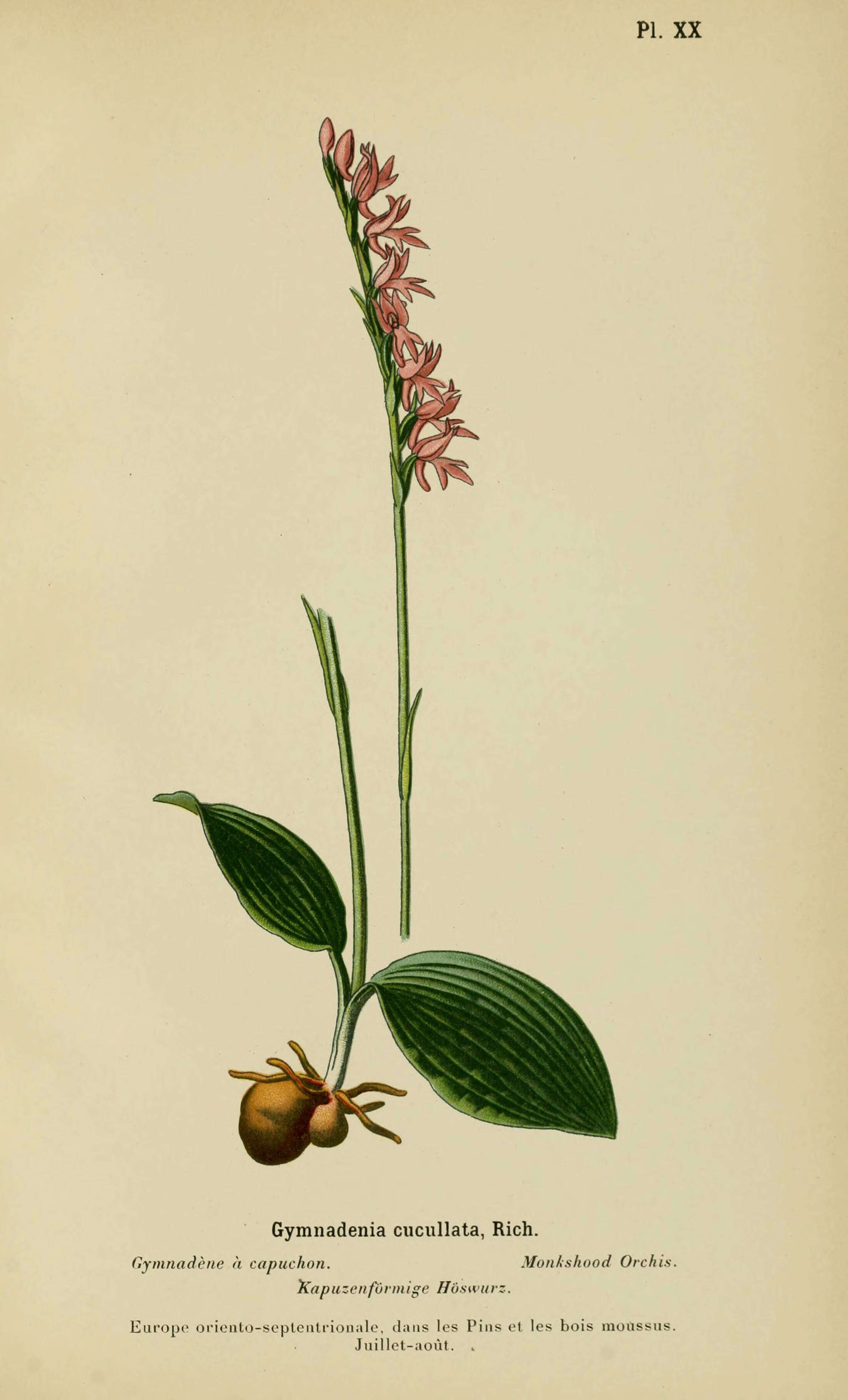 Plancia ëd Ponerorchis cucullata (L.) X. H. Jin, Schuit. & W. T. Jin