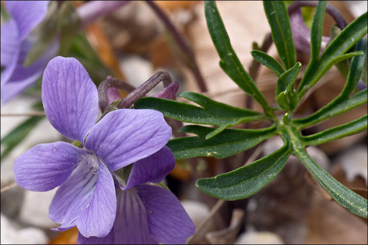 Image of Viola pinnata L.