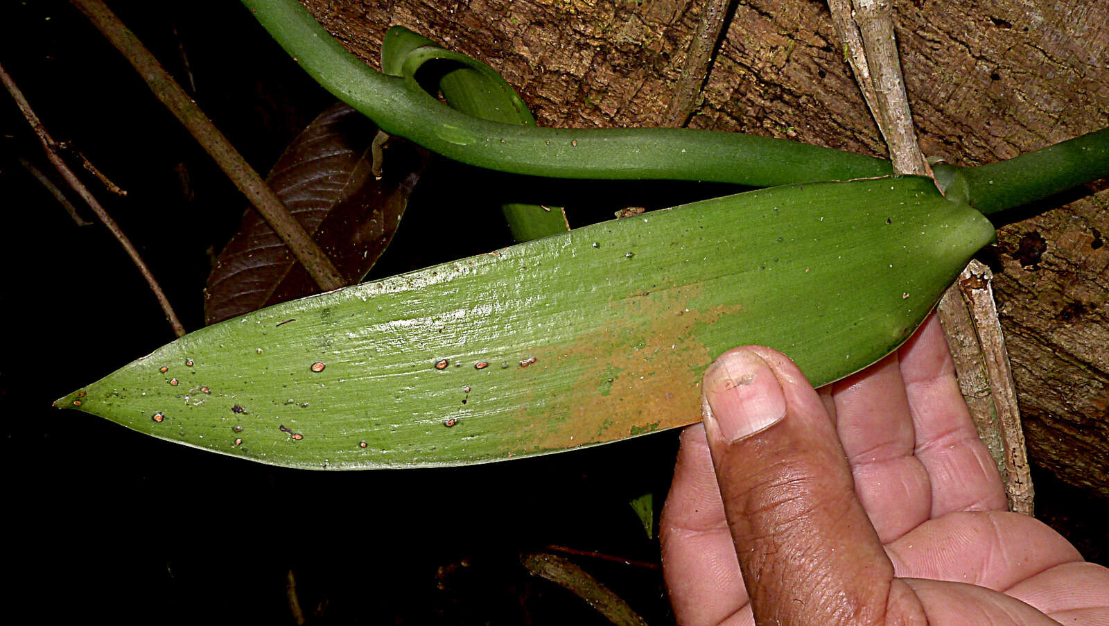 Image of West Indian vanilla